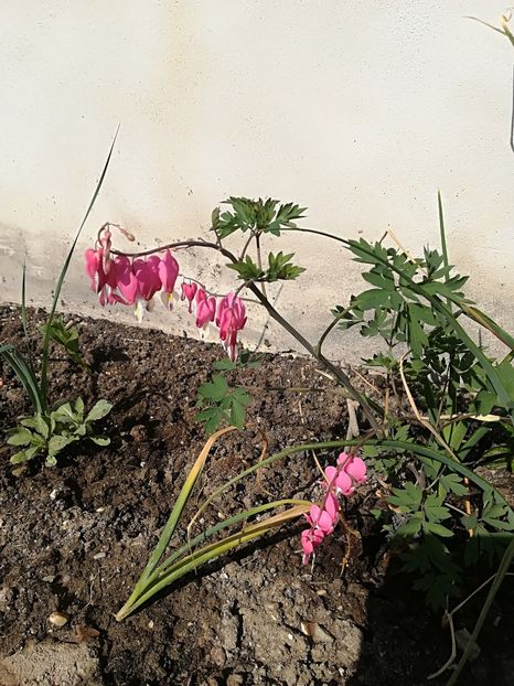  - Plante perene