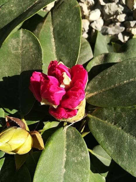  - Plante perene