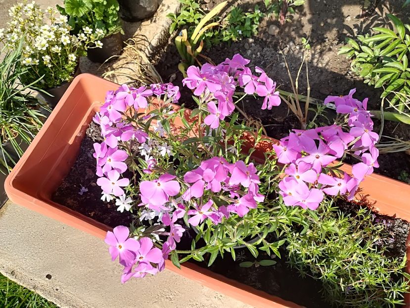  - Plante perene