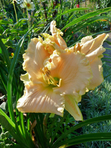  - Hemerocallis