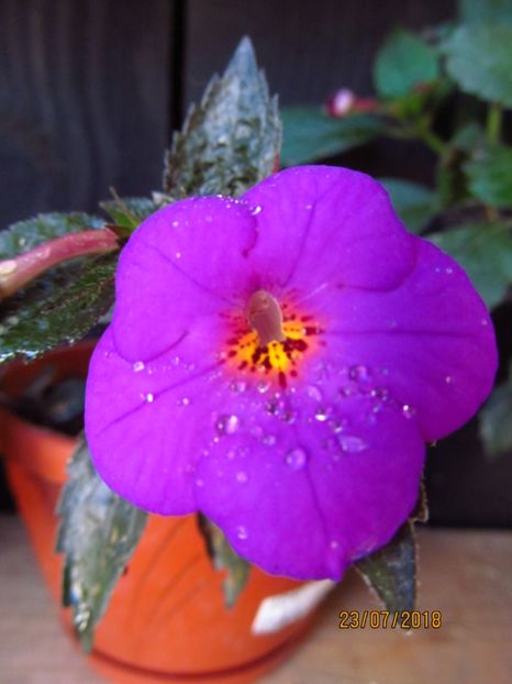 Imperial Light (USA) - ACHIMENES 2020 - VANZARI HIBRIZI