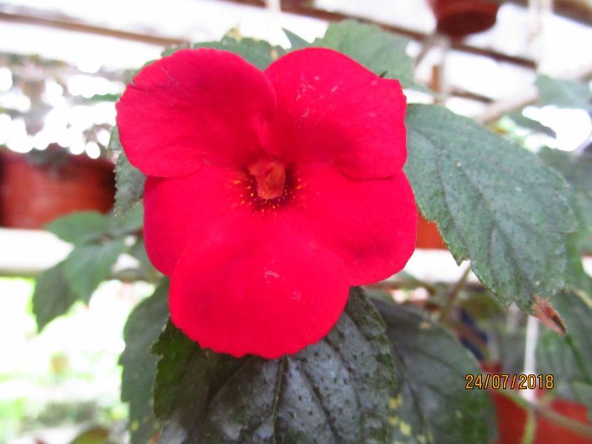 Red Diamond - ACHIMENES 2020 - VANZARI HIBRIZI