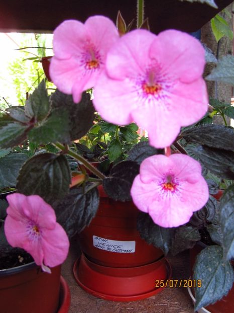  - ACHIMENES 2020 - VANZARI HIBRIZI