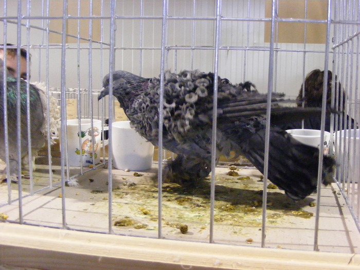 DSCF7499 - expozitzia de pasari galatzi 20-02-20010