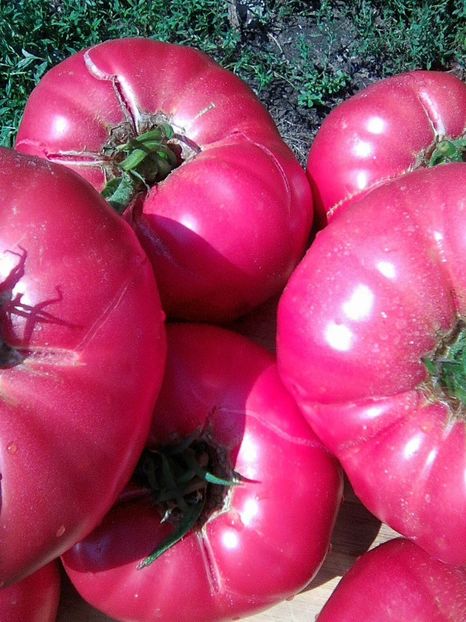 Photo0529 - Rozov si Anna Rusian