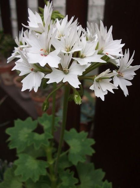 Nr 3 - A - DORINTE FLORI - IASI