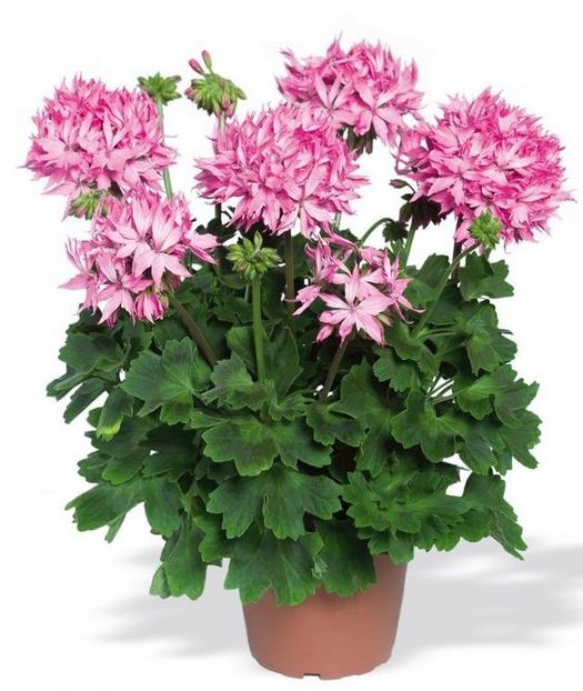 Nr 5 - A - DORINTE FLORI - IASI