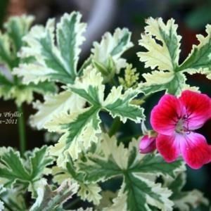 Nr 11 - A - DORINTE FLORI - IASI