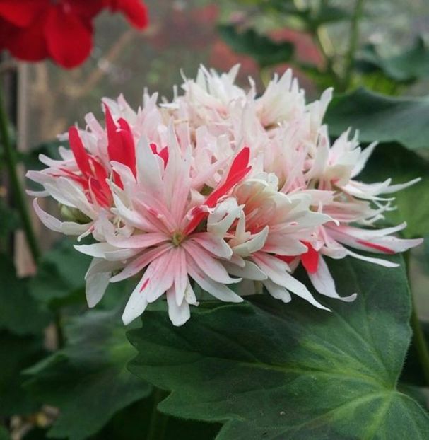 Nr 4 - A - DORINTE FLORI - IASI