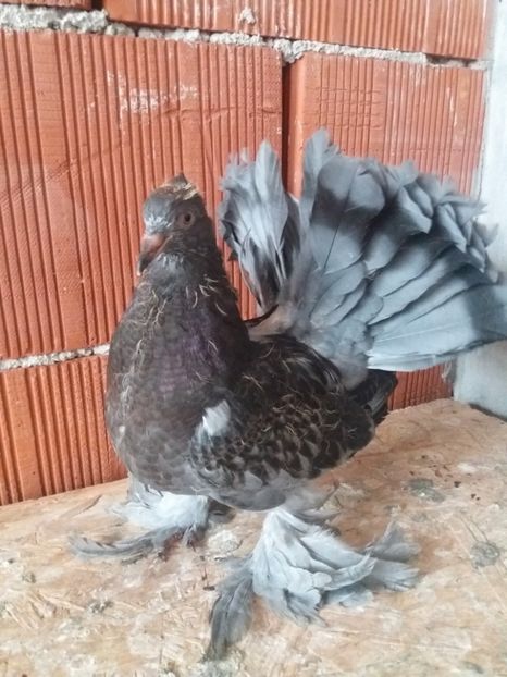 MG.LOFT - 3 VOLTATI INDIENI