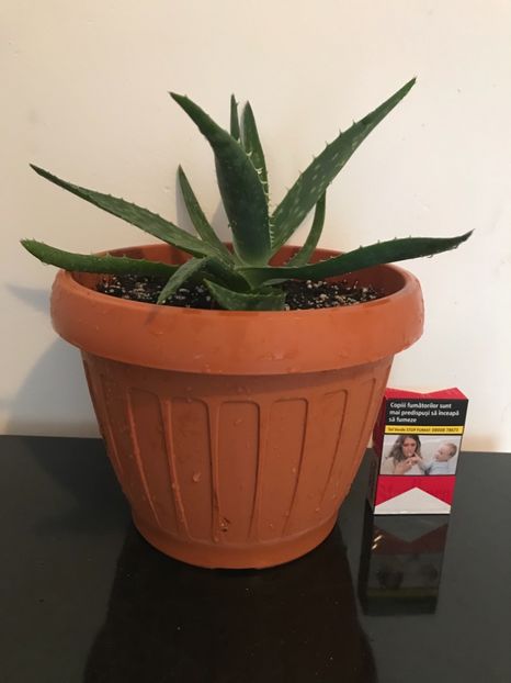 Aloe Affinis 20 lei - Vand Aloe Affinis