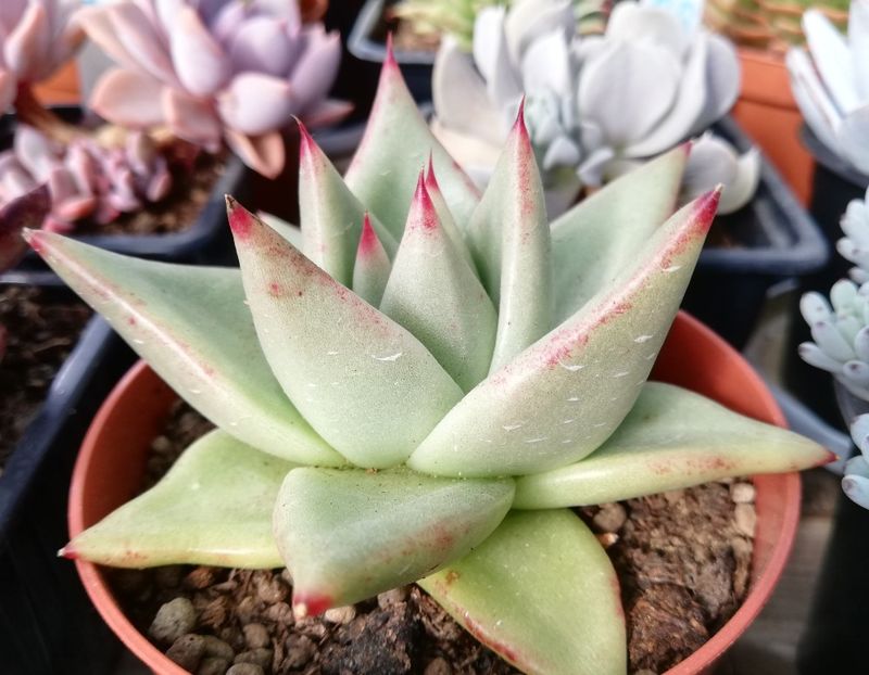 Echeveria agavoides "Aquamarine" - Echeveria