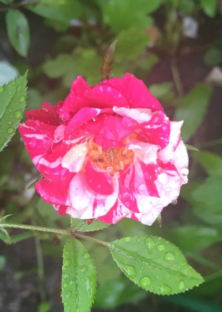 64340403-9048-4428-8376-ADA148111859 - Trandafiri mini