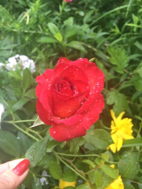 59BB947F-E233-4687-B80D-2A2AA4ED2E7E - Trandafiri mini