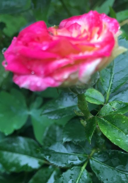 EE629CB4-97F1-4F39-90B3-BE9A07262DF0 - Trandafiri mini