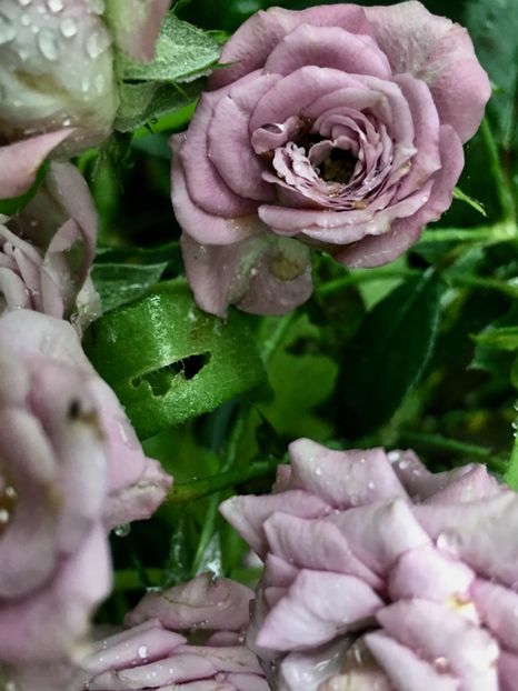 F413F542-4905-4FC2-A0B0-CC09A1ED1DD6 - Trandafiri mini