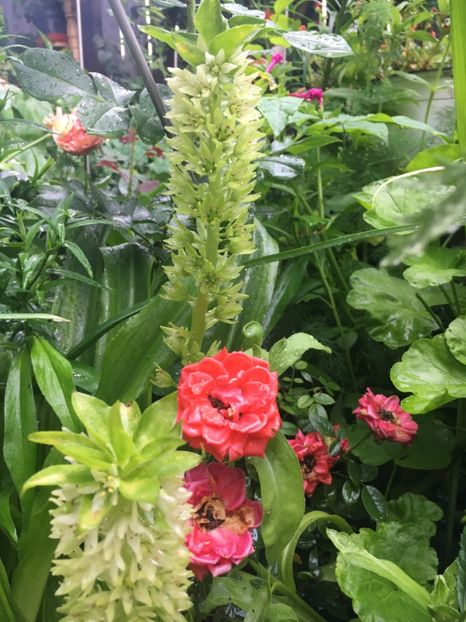 6E5EEF9E-35B3-4612-B692-21CA9100E7EA - Trandafiri mini