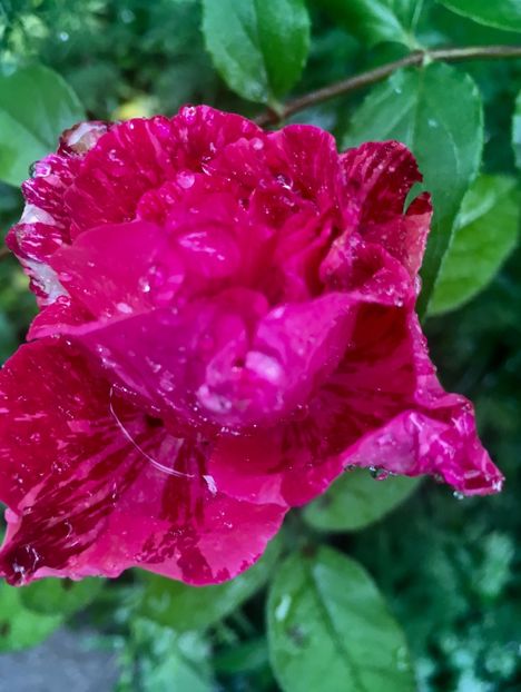 1AE53E13-DDFD-415B-AA37-226423AE2A32 - Trandafiri 2018 III