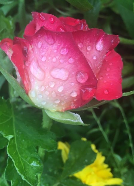 68433F61-1236-4266-AB17-2E78420AC145 - Trandafiri 2018 III