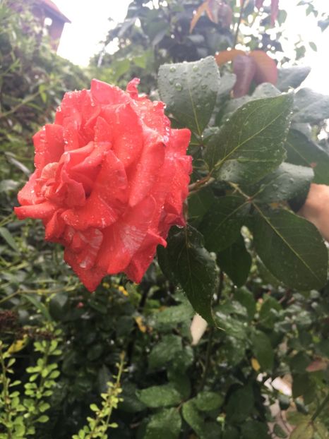 0DB38736-D5AE-4B27-B606-2B8F2025DF91 - Trandafiri 2018 III