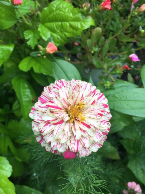 73303502-9C04-44ED-82FD-7D8D825581CC - Carciumarese 2018