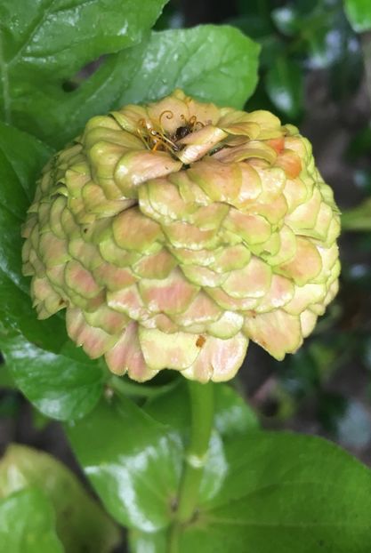 99CC9045-DDA7-4875-9FBD-67EC447513FE - Carciumarese 2018