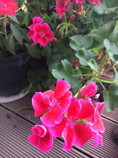 1BEA6199-C534-4360-8BDE-7ADD8EF574FE - Muscate 2018