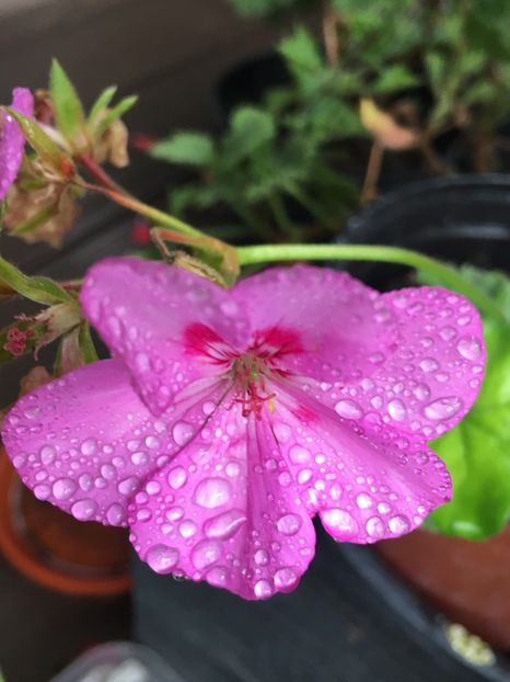 5BA5AB79-A0A2-4222-8753-8429E20E6E53 - Muscate 2018