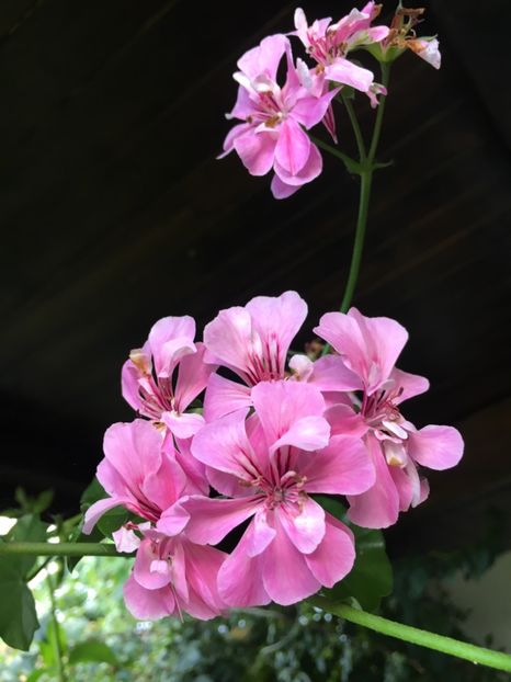 4E62656E-2390-4B87-9290-8ED47764A2B6 - Muscate 2018