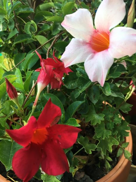 08551CA9-178D-42A9-A4F1-AB5048E6BF7D - Mandeville 2018