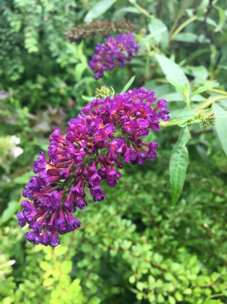 00F94DCE-7BD4-4BAC-A483-DF3CA6259260 - Arbuști 2018