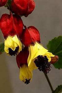 Abutilon Megapotamicum - FLORI