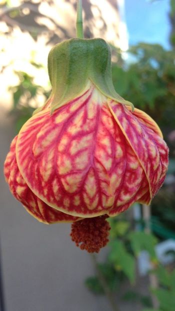 Chinese Lantern - FLORI