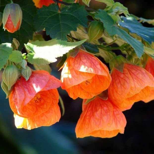 Abutilon  SUPERB - FLORI