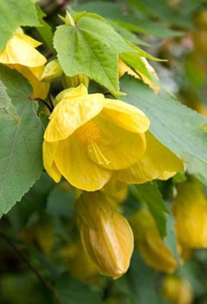 Abutilon Canary Bird - FLORI