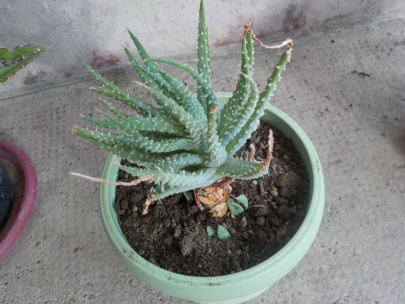 Multumesc Rodica - Genul Aloe
