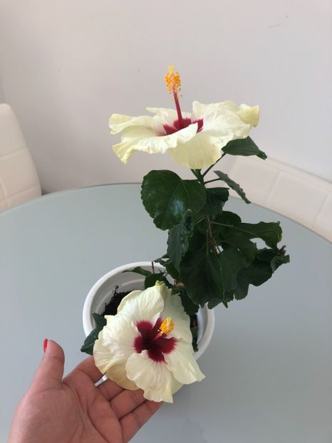3B34A692-BFC9-4488-8953-6D1ECDE2BD91 - Flori 2018