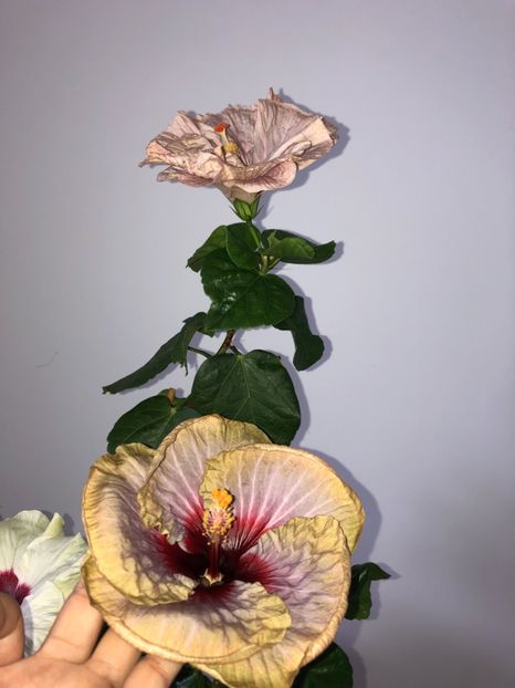 9D1C02C3-F048-4B8C-8577-39C02083A358 - Flori 2018