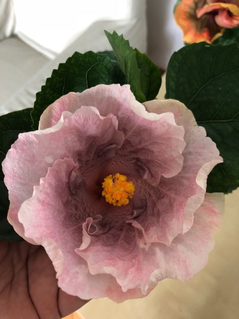 896B6E00-1897-4B1D-8D1B-B37E7454F472 - Flori 2018