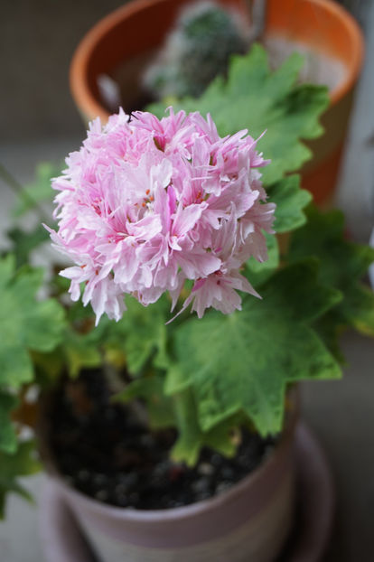 richard hodgson pelargonium - Mușcate