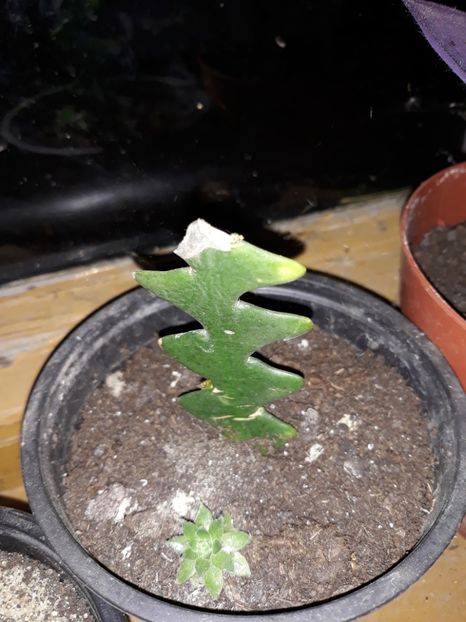 Zig zagul are 2 puiuti - Plantutele mele