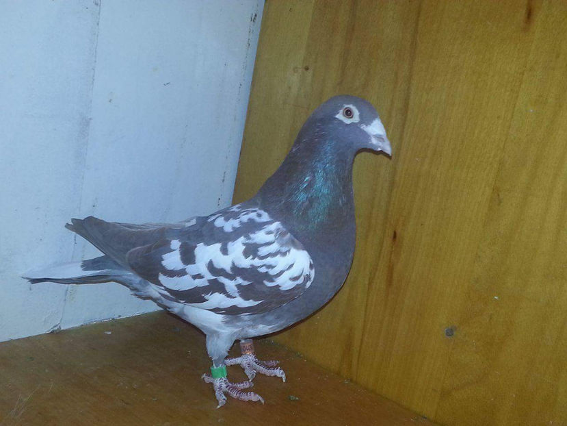 received_154784575018282 - Porumbei  vinduti