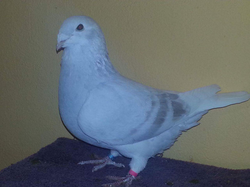 received_154791555017584 - Porumbei  vinduti