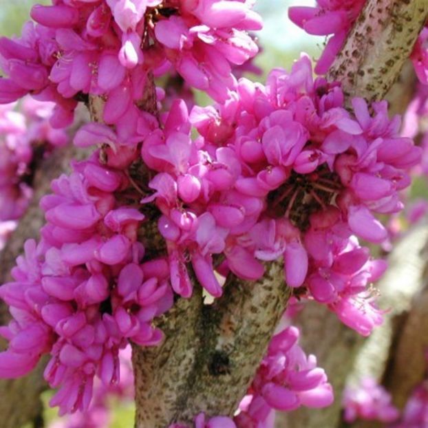 Cercis chinensis - Cercis sau Arborele lui Iuda