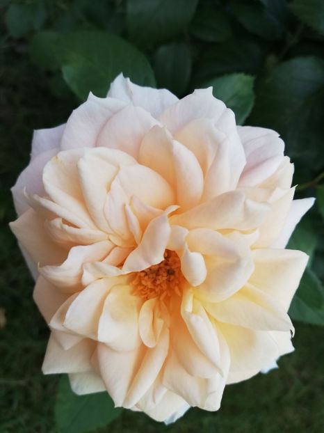  - Uetersener klosterrose- urcator