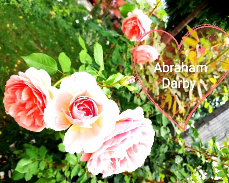  - Abraham Darby