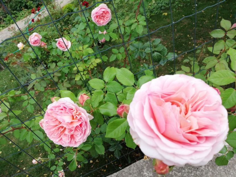  - Abraham Darby
