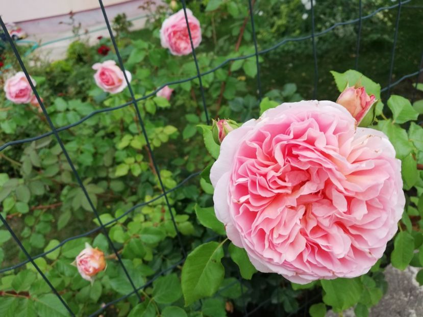  - Abraham Darby
