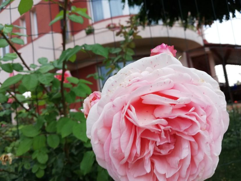 - Abraham Darby