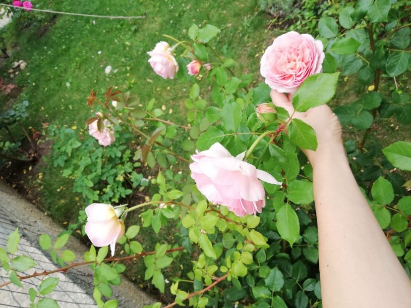  - Abraham Darby